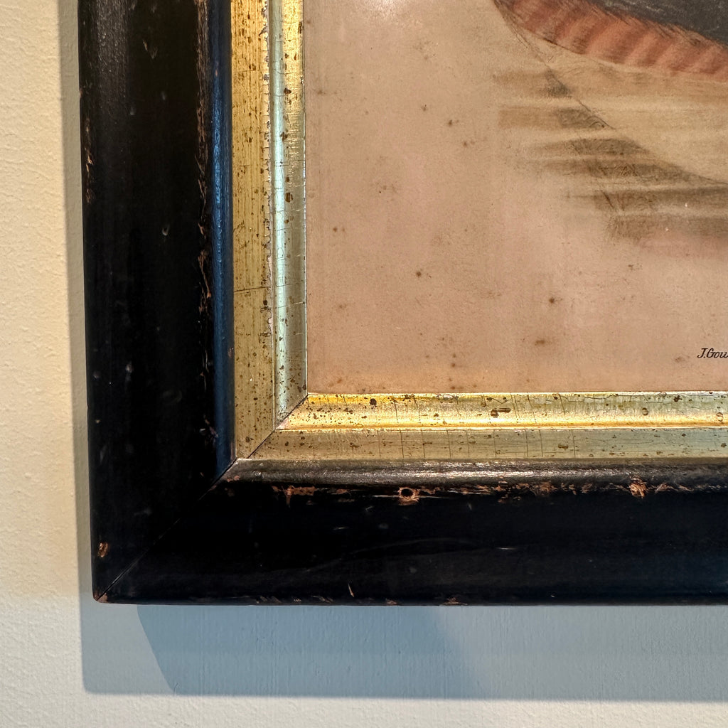 Podiceps Auritus Framed Lithograph