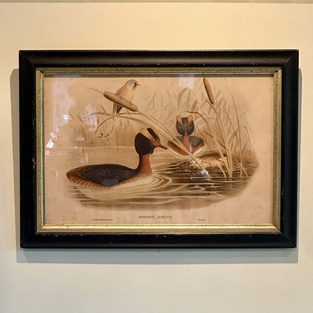 Podiceps Auritus Framed Lithograph