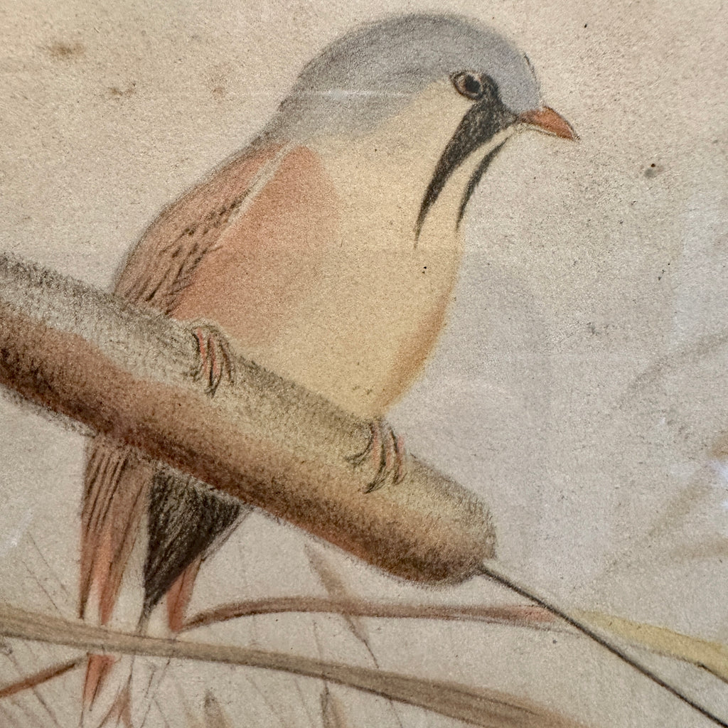 Podiceps Auritus Framed Lithograph