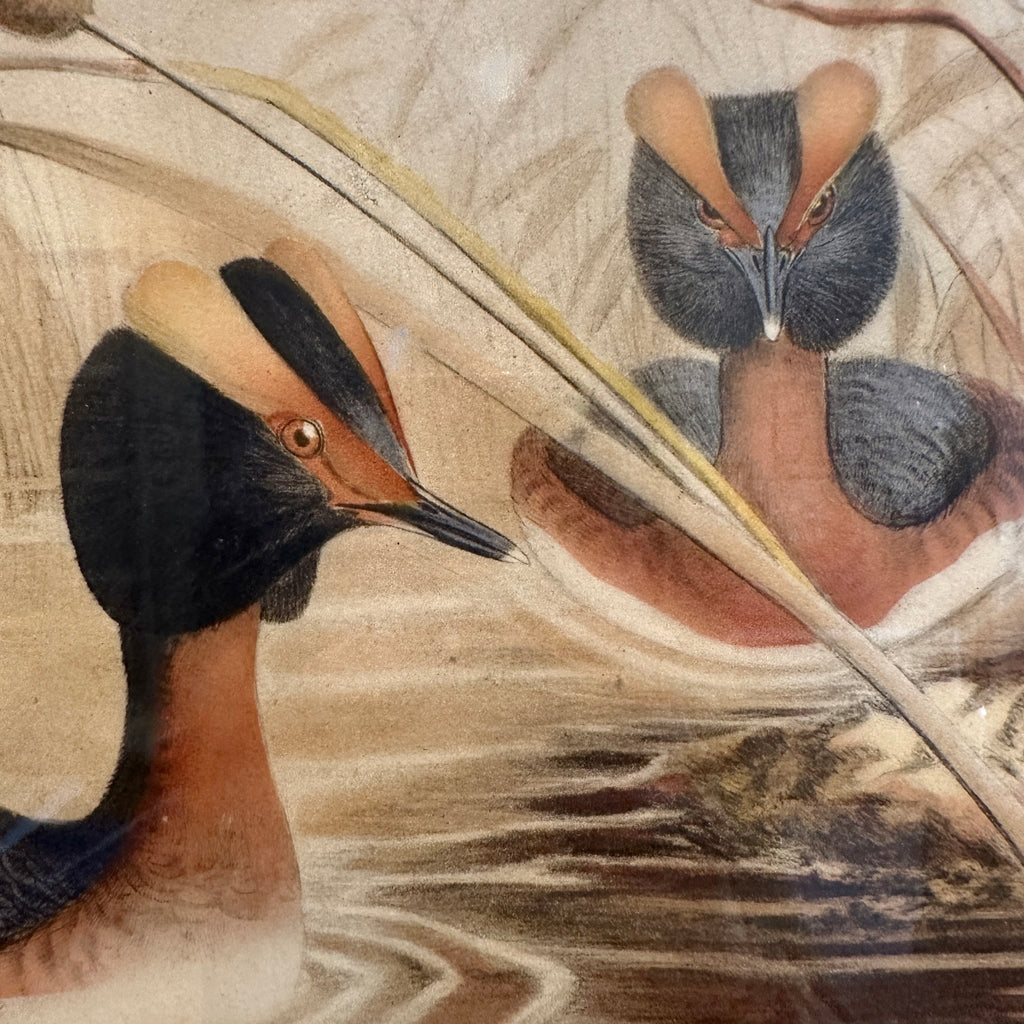 Podiceps Auritus Framed Lithograph