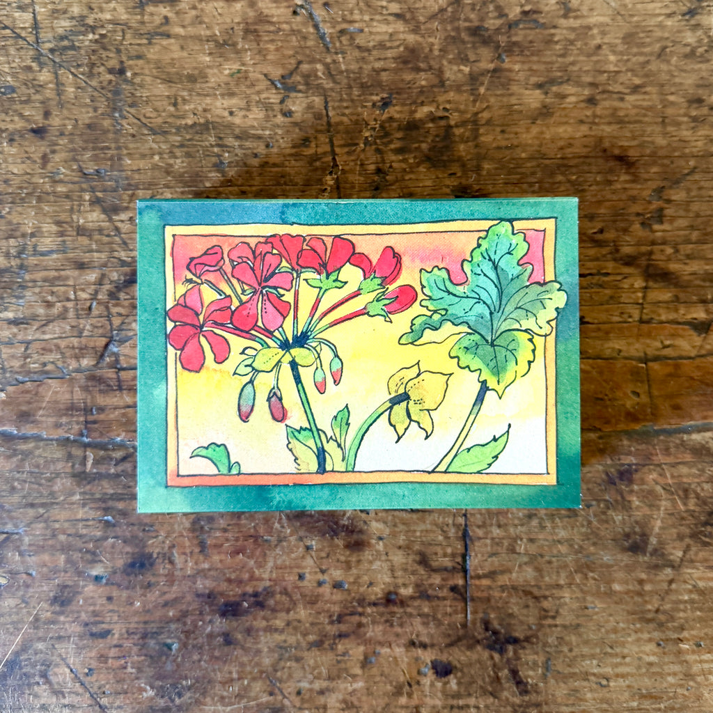 Pelargoniums Matchbox