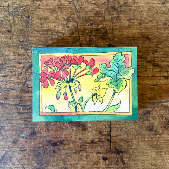 Pelargoniums Matchbox