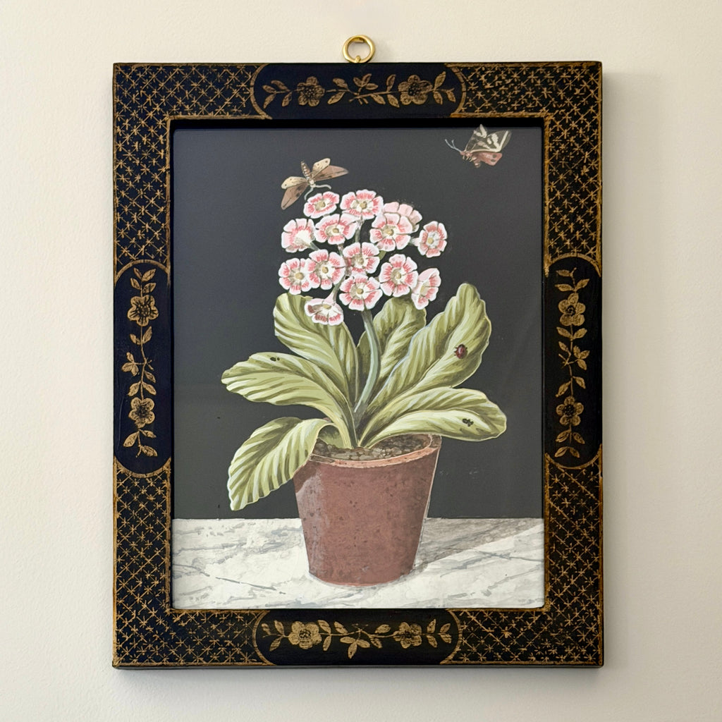 Red & White Auricula Plant in Bloom by William Totten