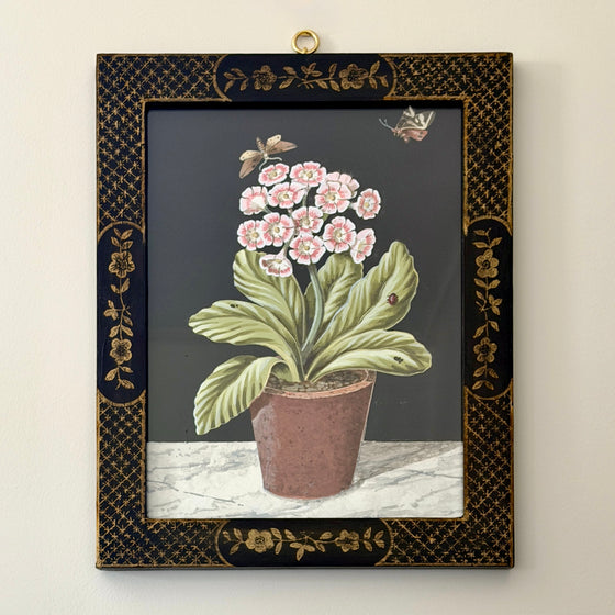 Red & White Auricula Plant in Bloom by William Totten