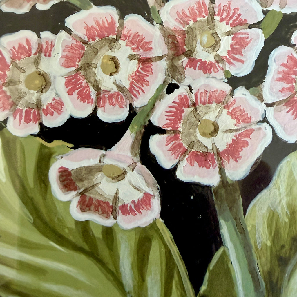 Red & White Auricula Plant in Bloom by William Totten
