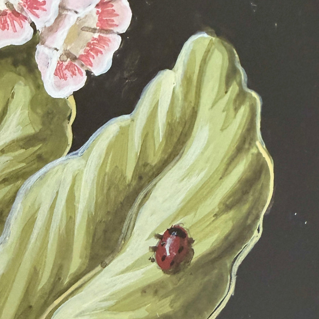 Red & White Auricula Plant in Bloom by William Totten