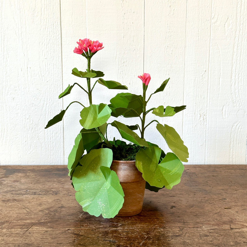 Small Salmon Pink Paper Geranium in Aged Pot