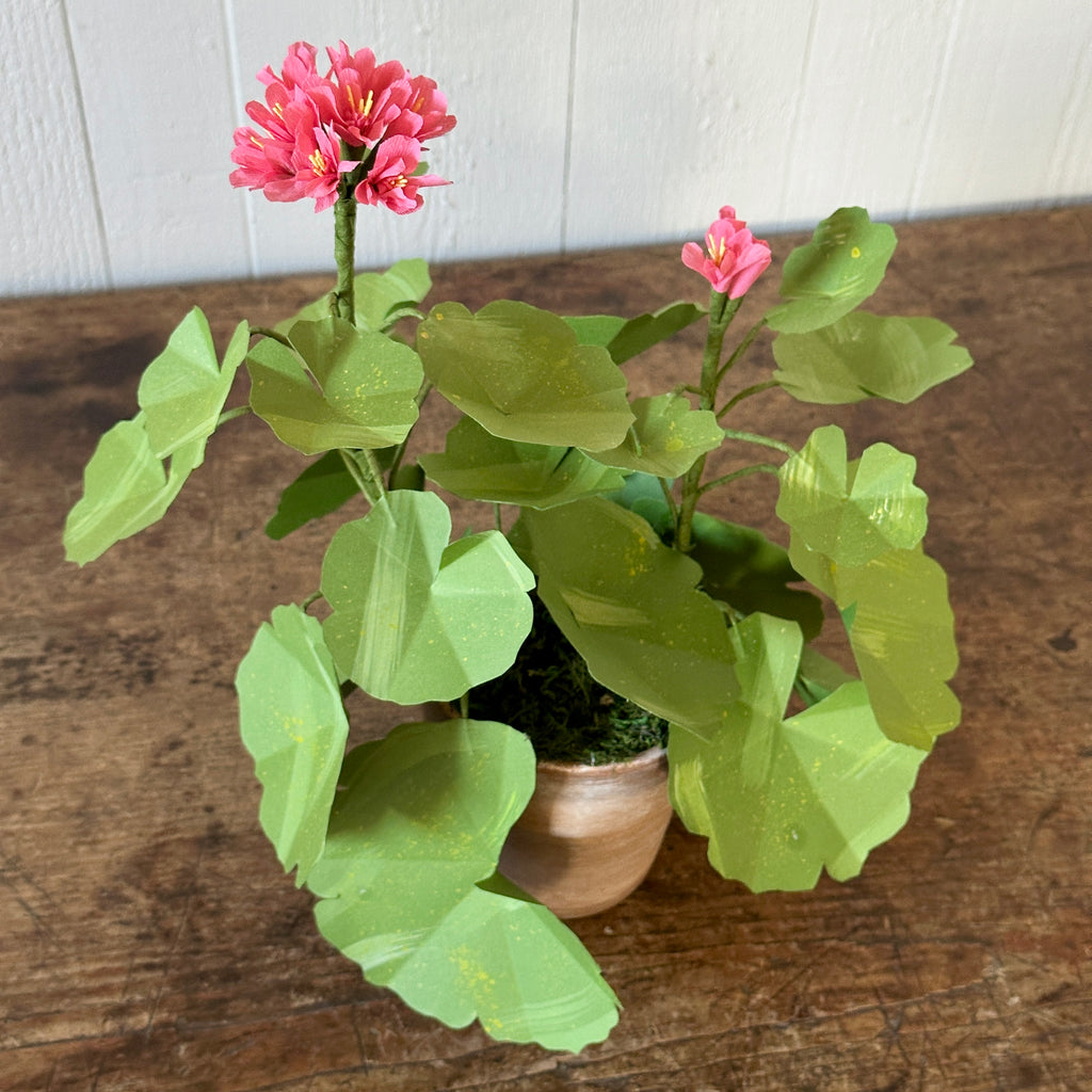 Small Salmon Pink Paper Geranium in Aged Pot