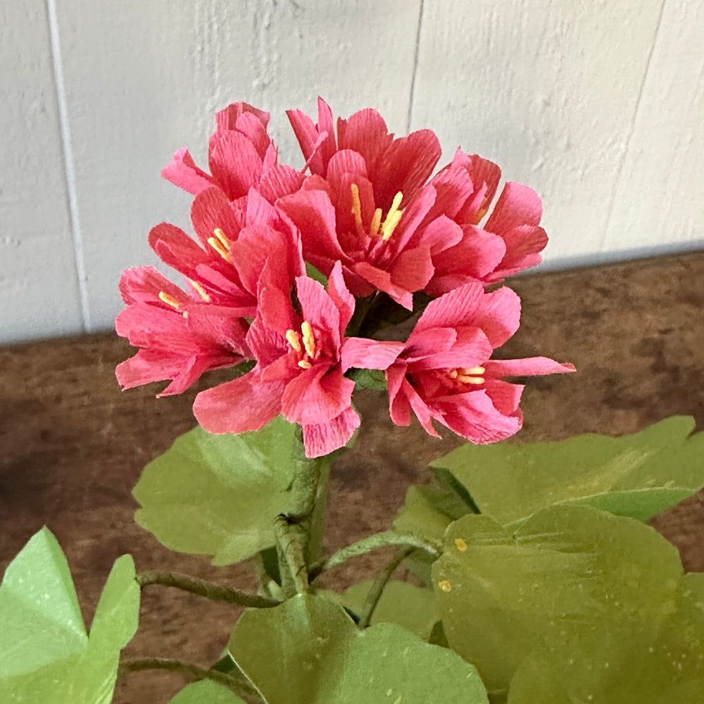Small Salmon Pink Paper Geranium in Aged Pot