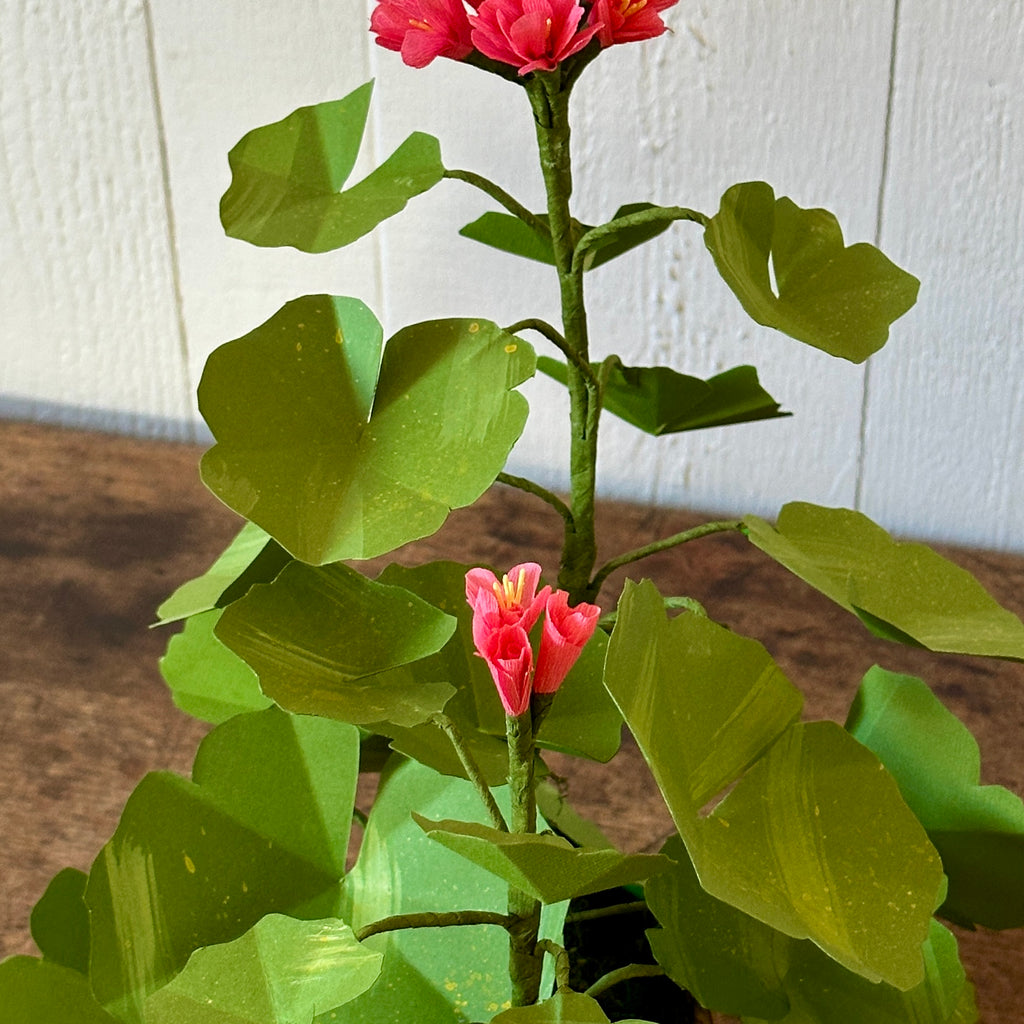 Small Salmon Pink Paper Geranium in Aged Pot