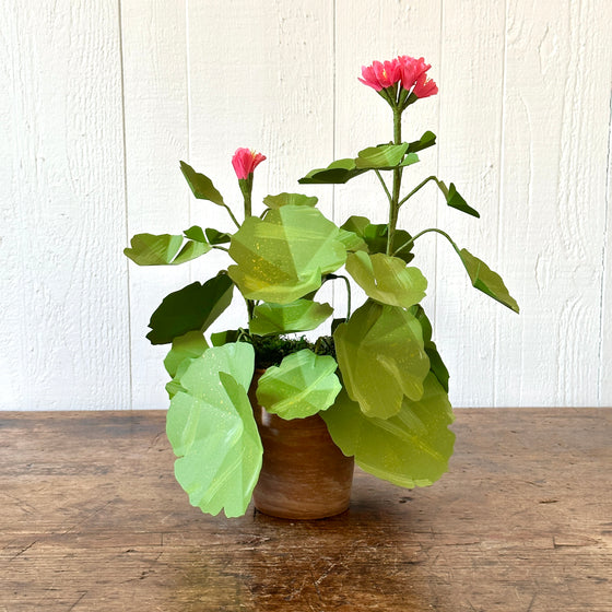 Small Salmon Pink Paper Geranium in Aged Pot