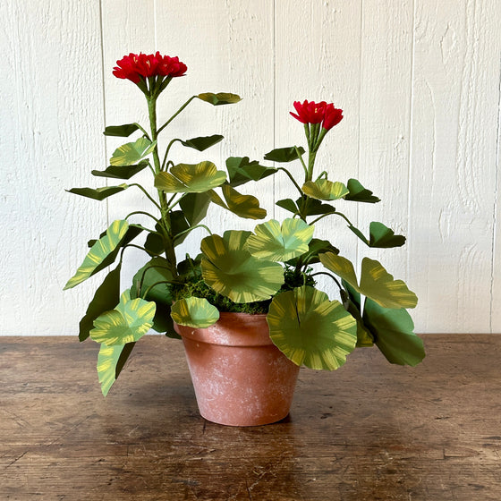 Medium Red Paper Geranium in Aged Pot