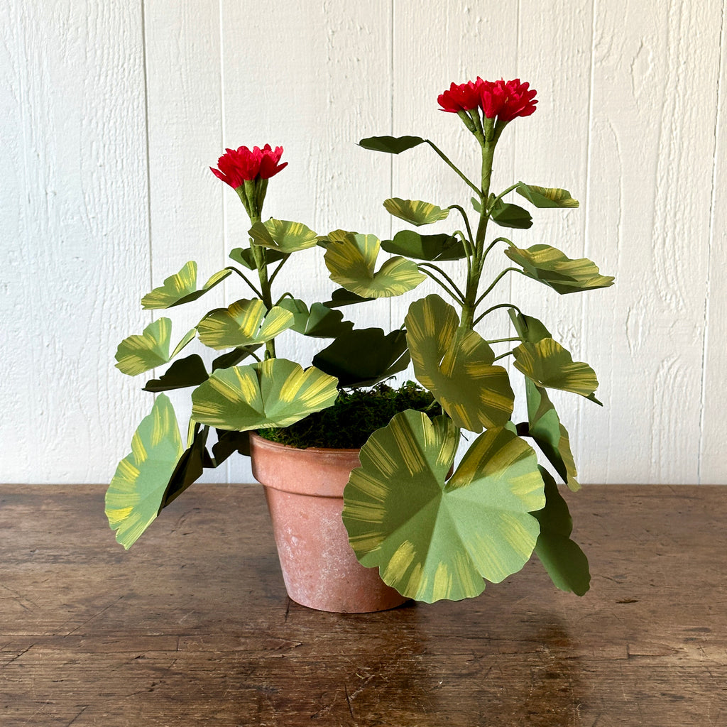 Medium Red Paper Geranium in Aged Pot