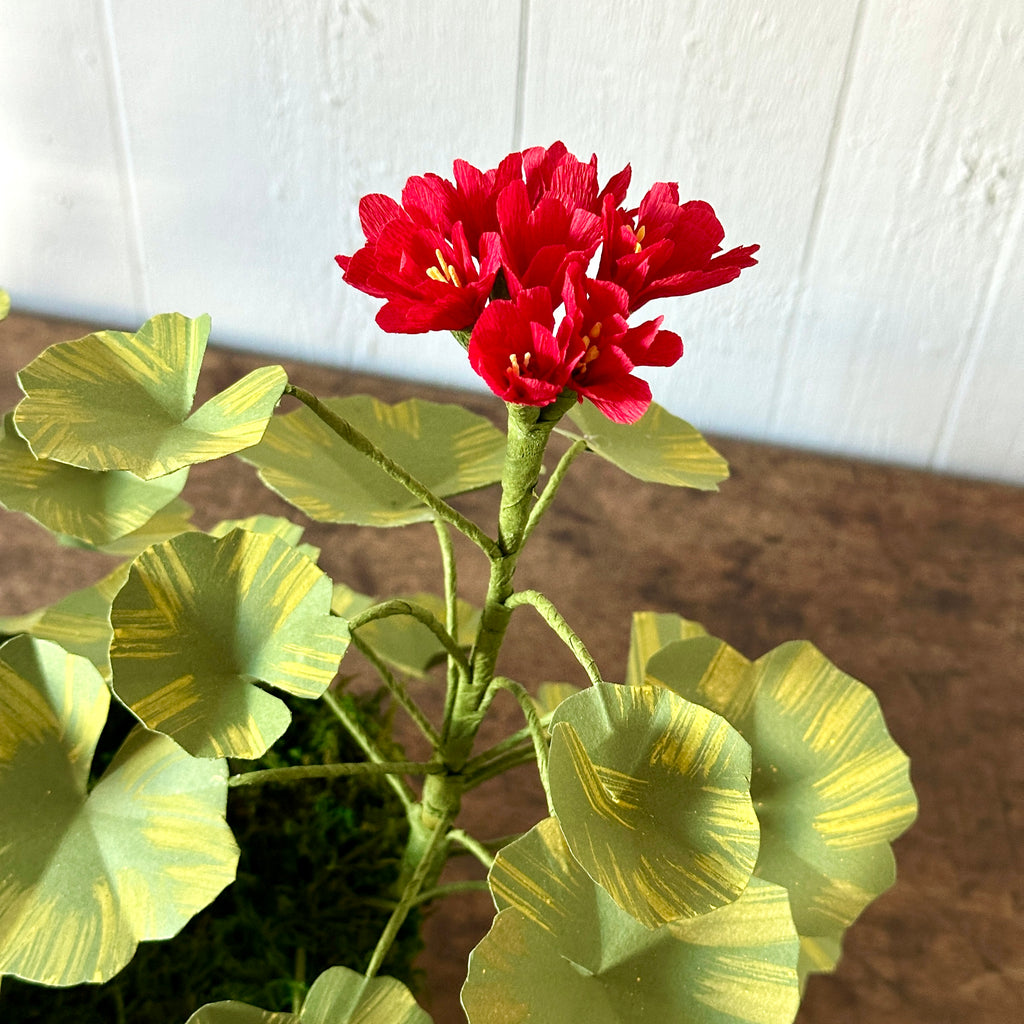Medium Red Paper Geranium in Aged Pot