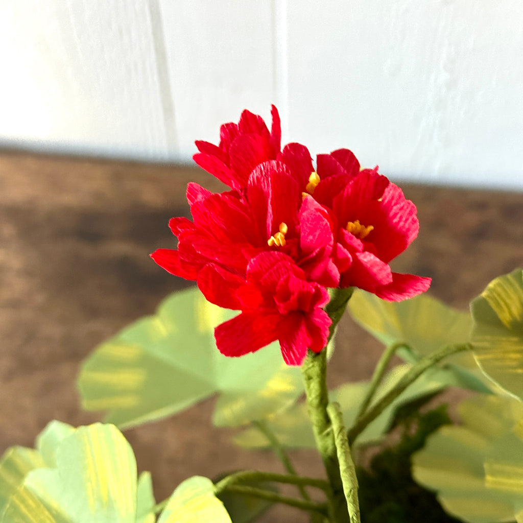 Medium Red Paper Geranium in Aged Pot