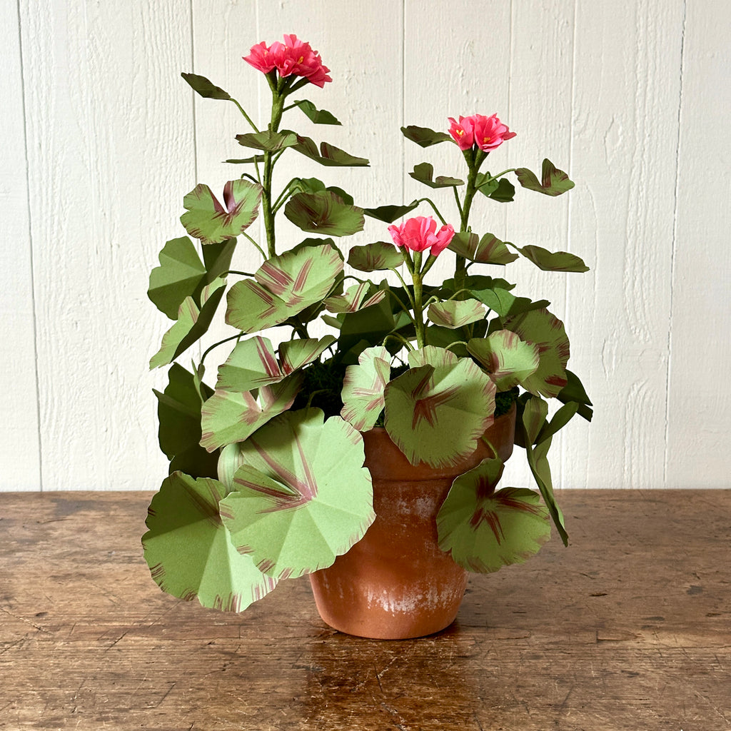 Large Salmon Pink Paper Geranium in Aged Pot