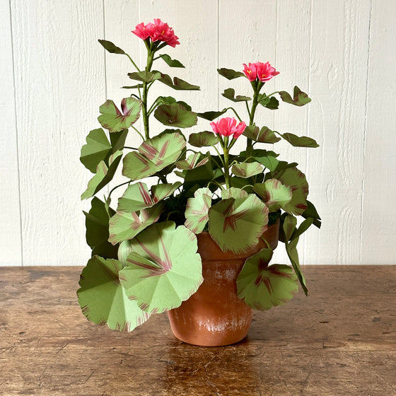 Large Salmon Pink Paper Geranium in Aged Pot