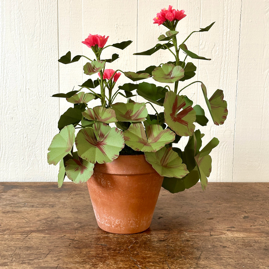 Large Salmon Pink Paper Geranium in Aged Pot