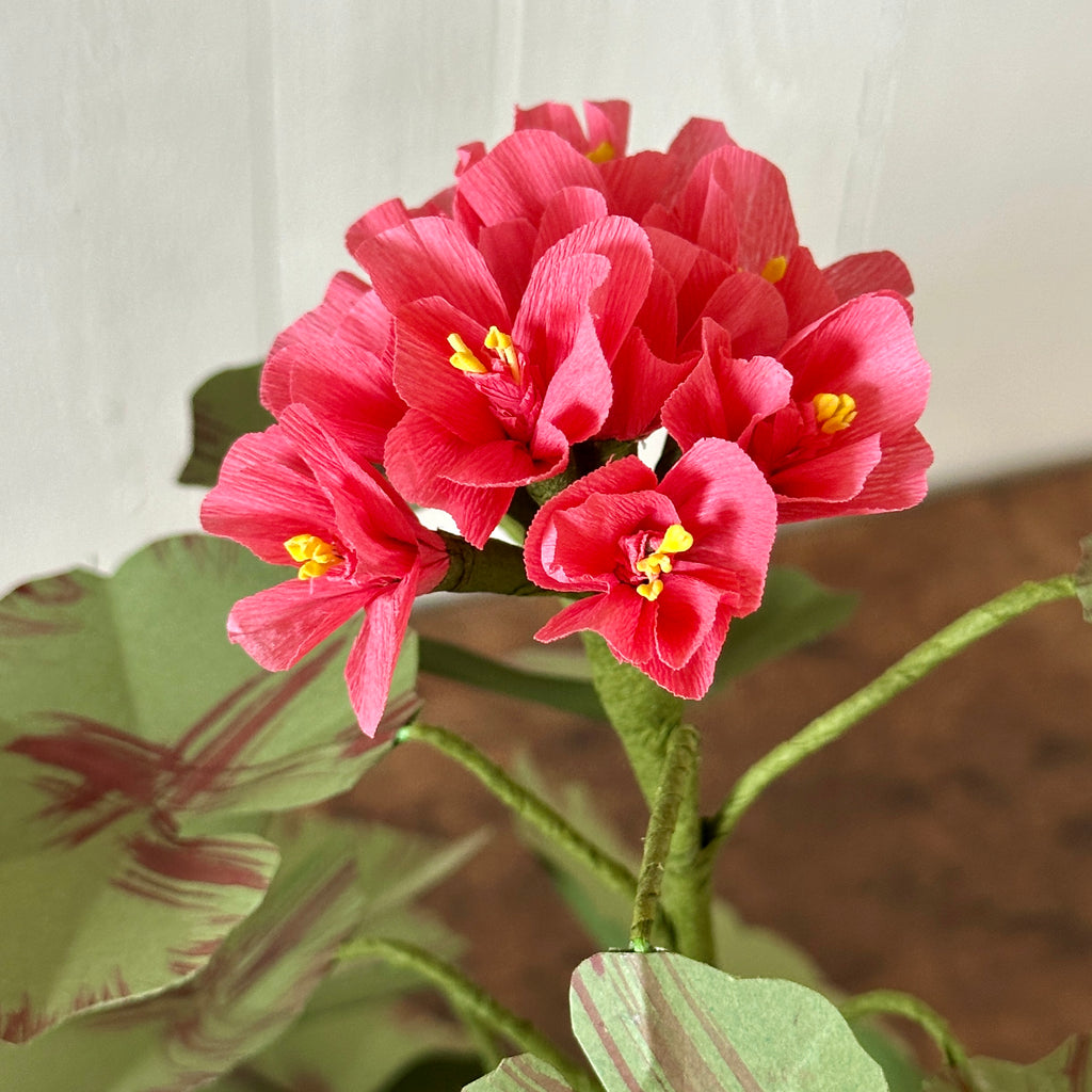 Large Salmon Pink Paper Geranium in Aged Pot