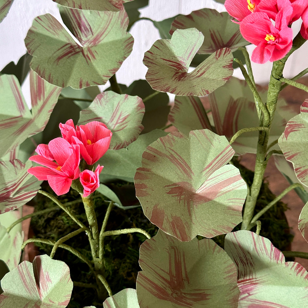 Large Salmon Pink Paper Geranium in Aged Pot