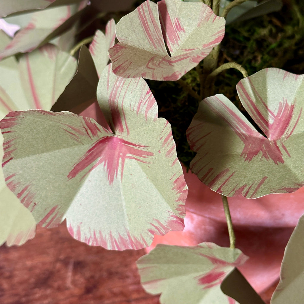 Large Salmon Pink Paper Geranium in Aged Pot