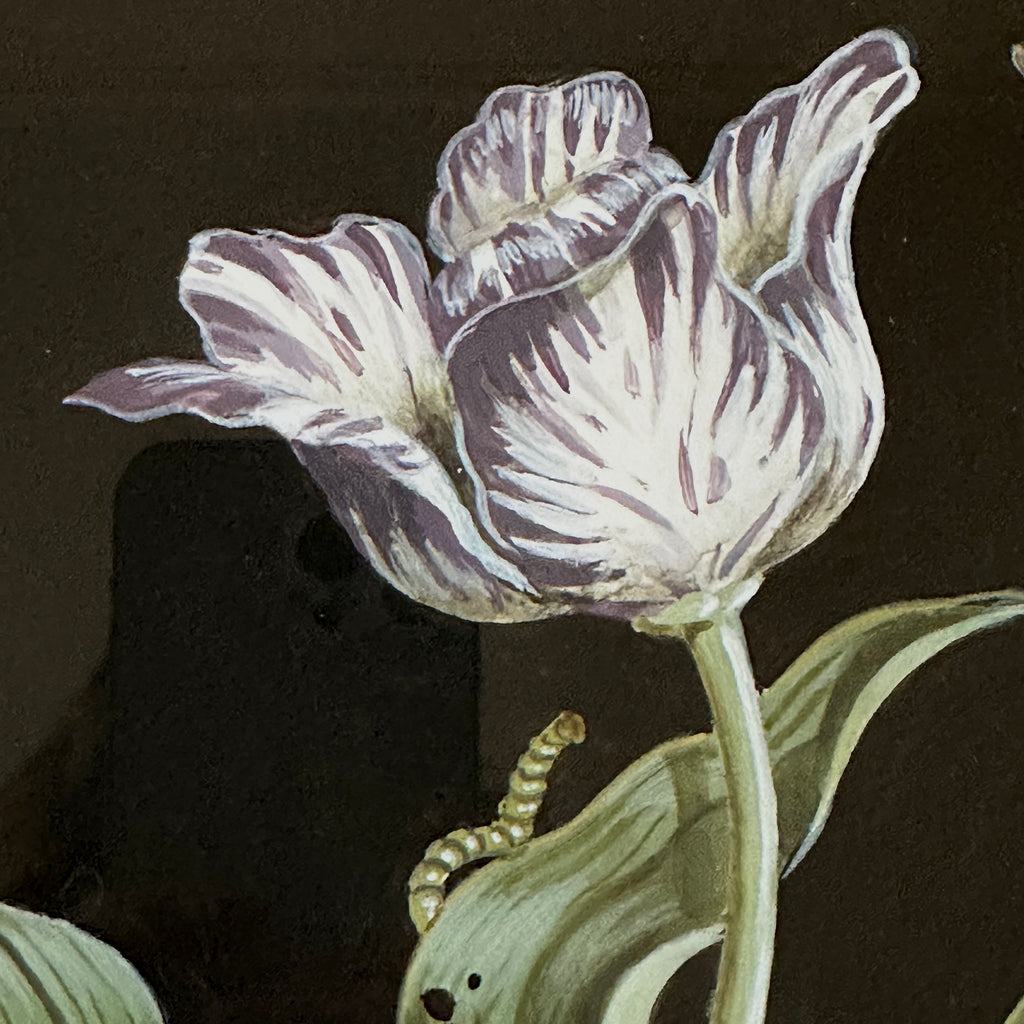 Purple Striped Tulip Study by William Totten