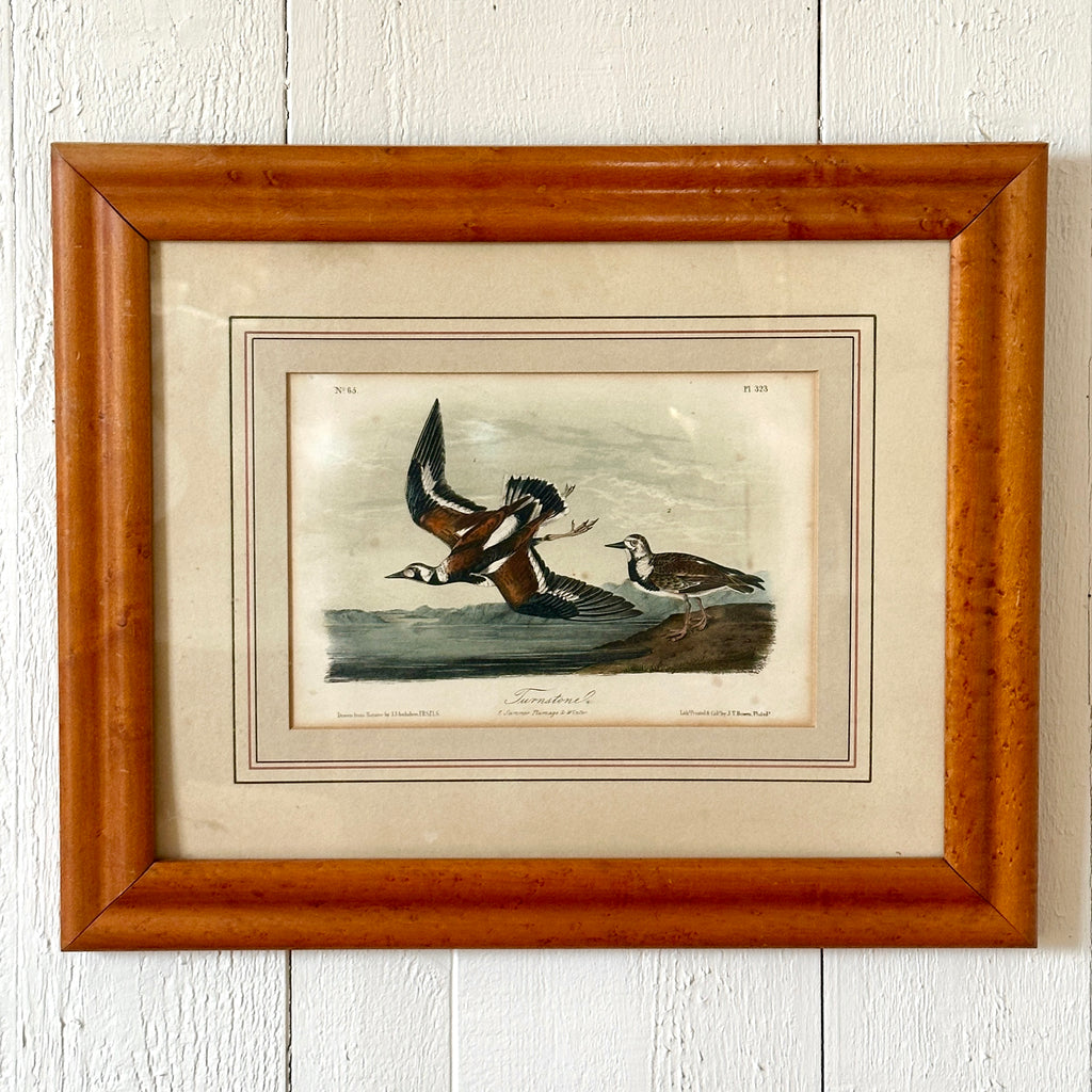 Framed Turnstone Lithograph