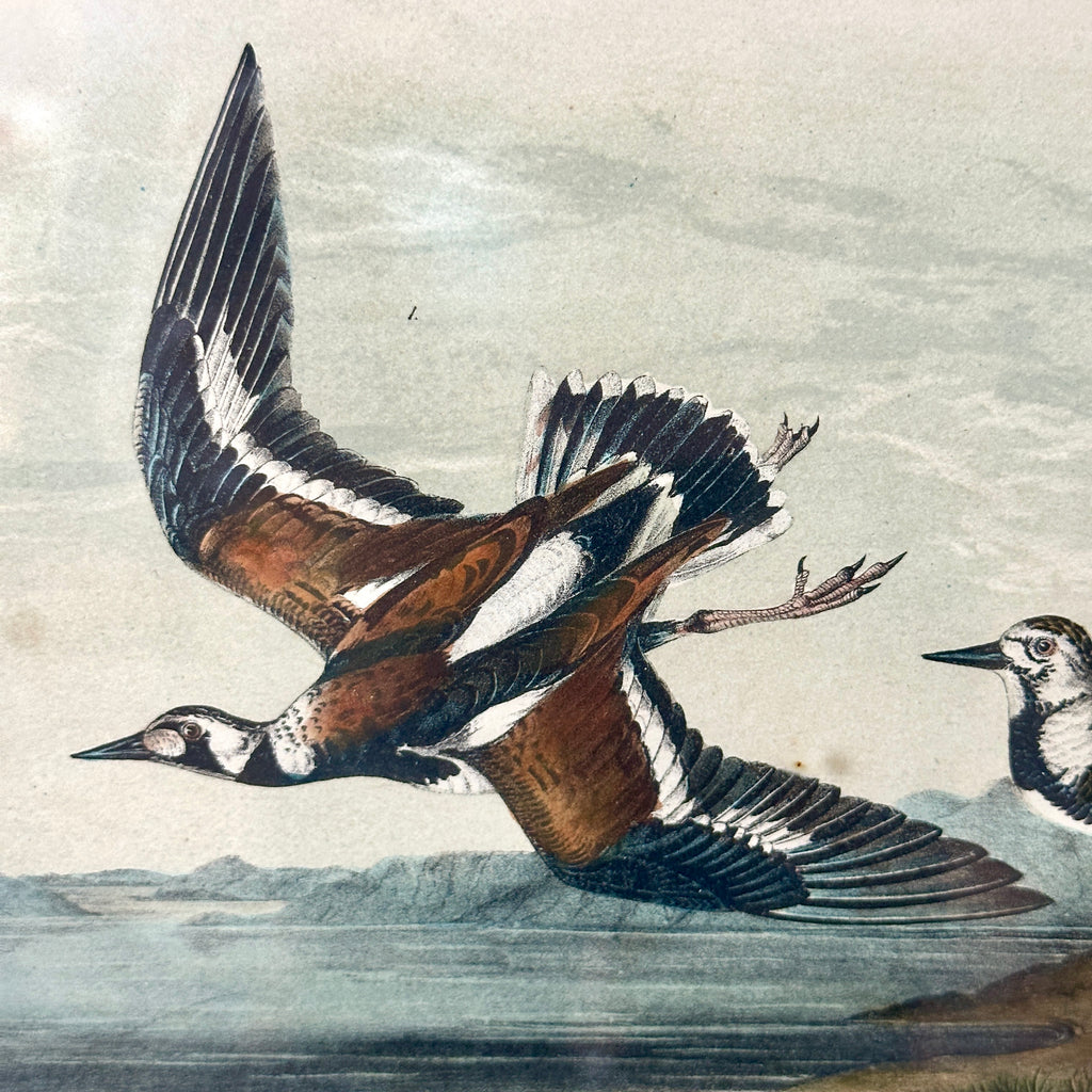 Framed Turnstone Lithograph