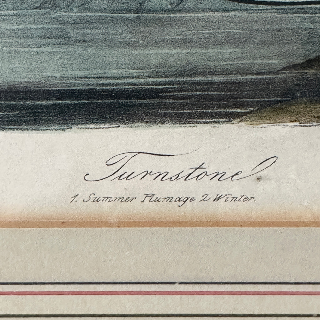 Framed Turnstone Lithograph