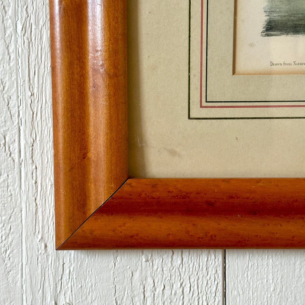 Framed Turnstone Lithograph