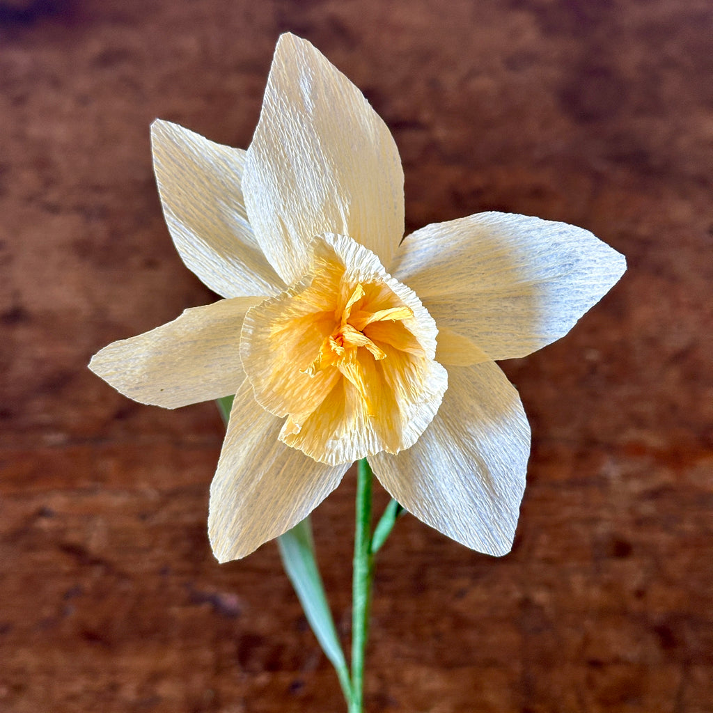 "Ice Follies" - Buttercream Paper Daffodil