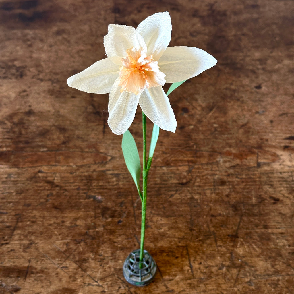 "British Gamble" - Ivory & Apricot Paper Daffodil