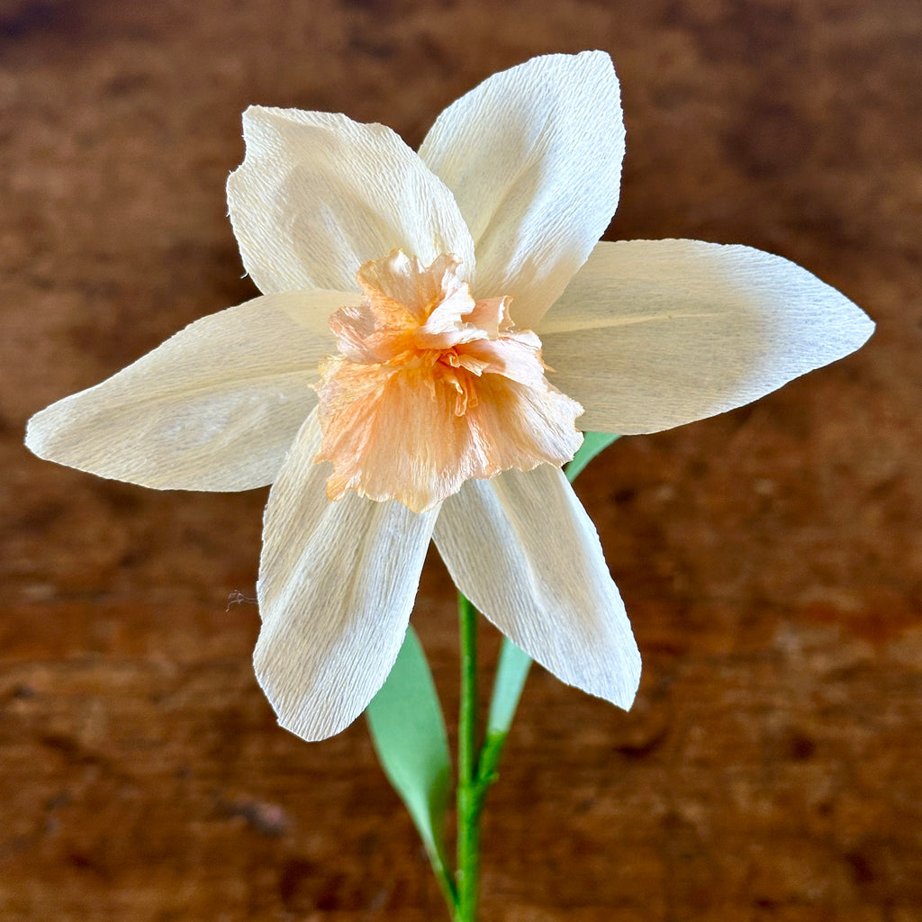 "British Gamble" - Ivory & Apricot Paper Daffodil