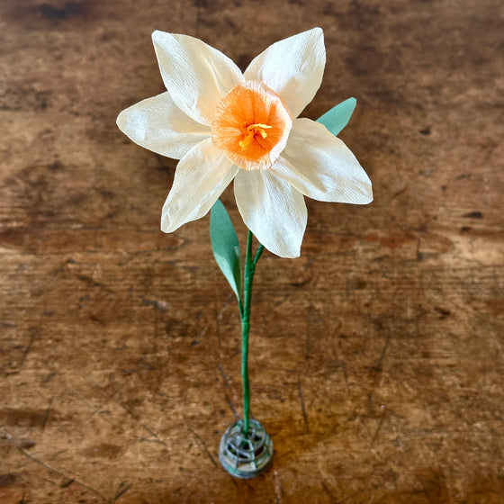 "Barrett Browning" - Ivory & Orange Paper Daffodil