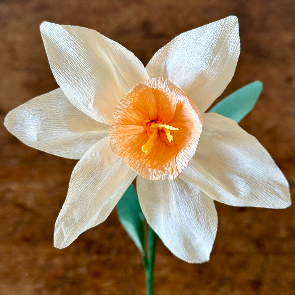 "Barrett Browning" - Ivory & Orange Paper Daffodil