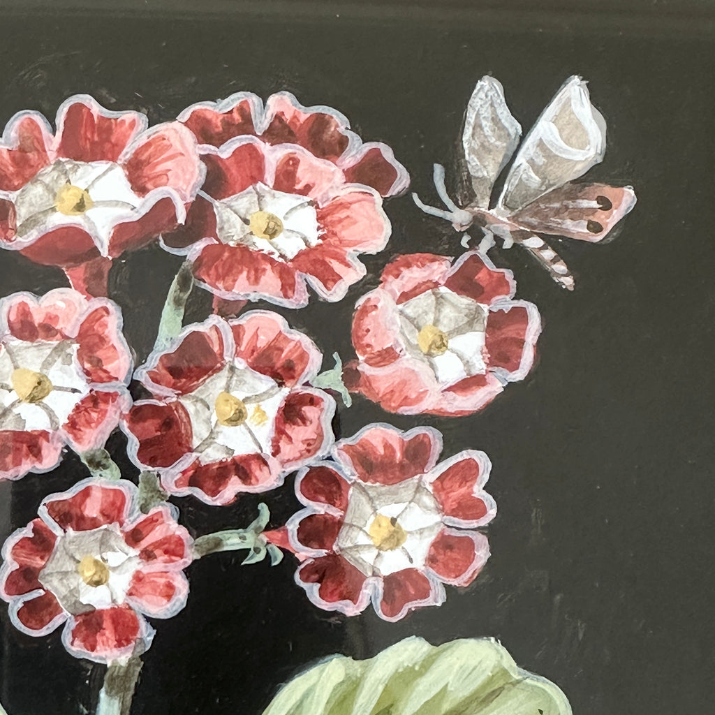 Red Auricula Plant in Bloom by William Totten