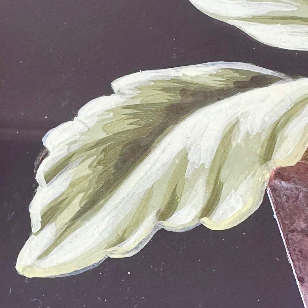 Red Auricula Plant in Bloom by William Totten