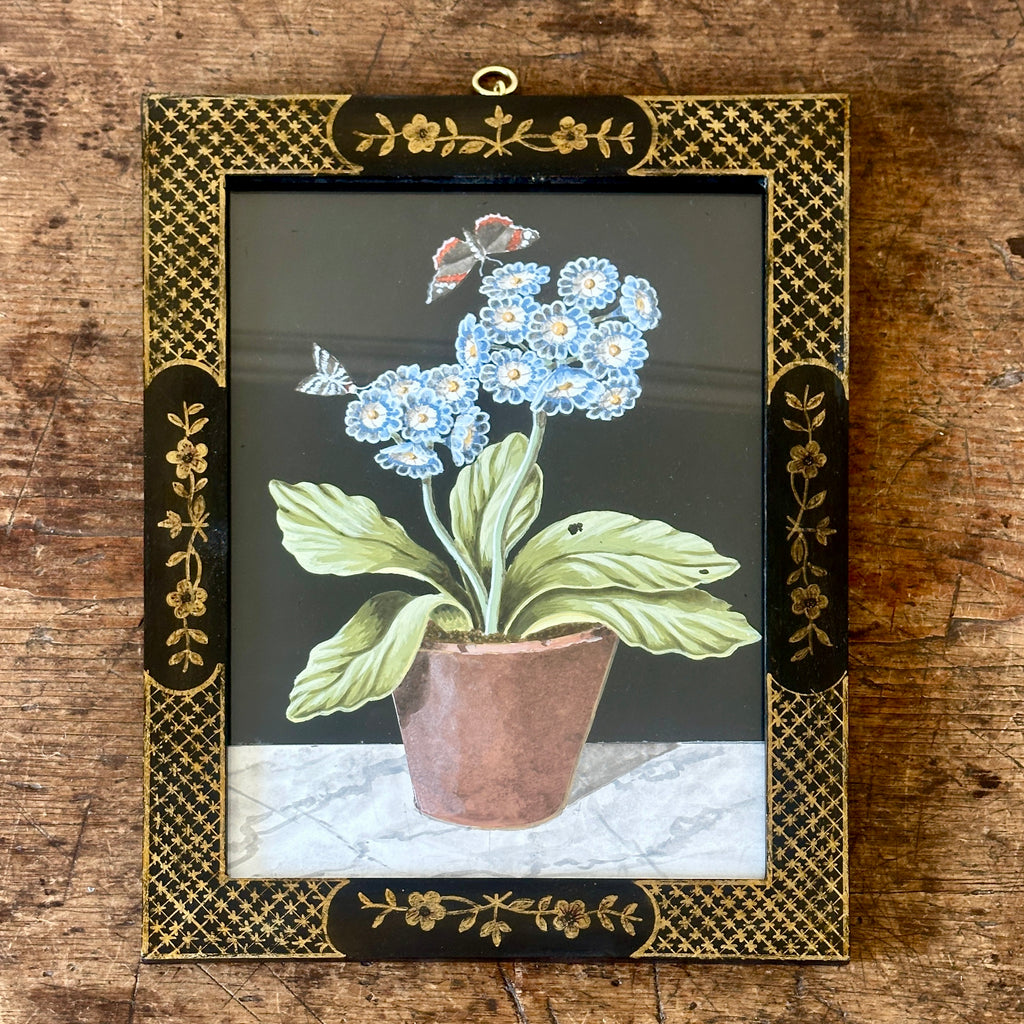 Blue Auricula Plant in Bloom by William Totten