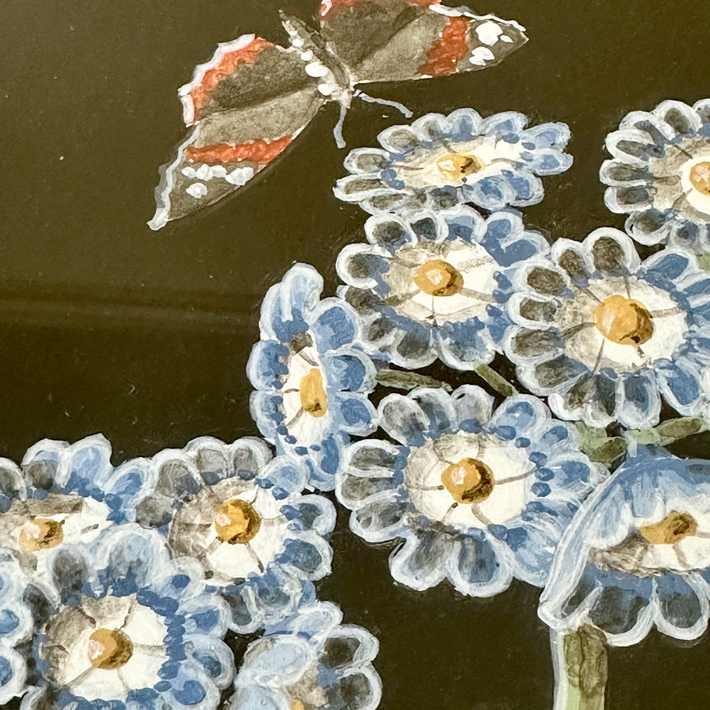 Blue Auricula Plant in Bloom by William Totten